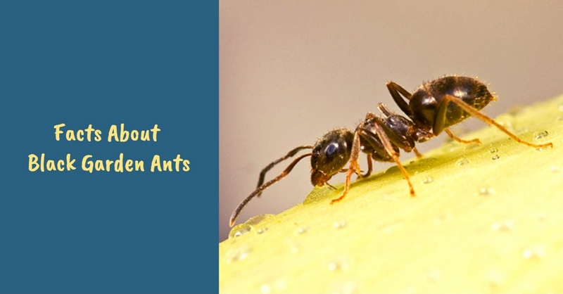 Facts About Black Garden Ants