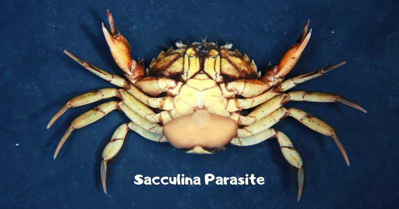 Sacculina Parasite