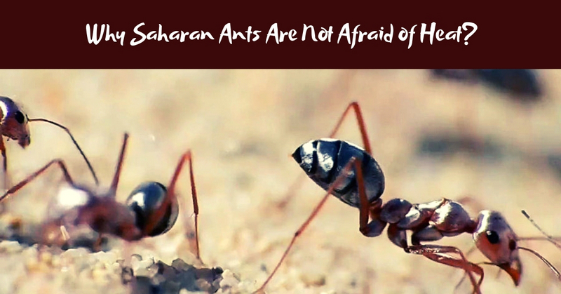 Why Saharan Ants Are Not Afraid of Heat_